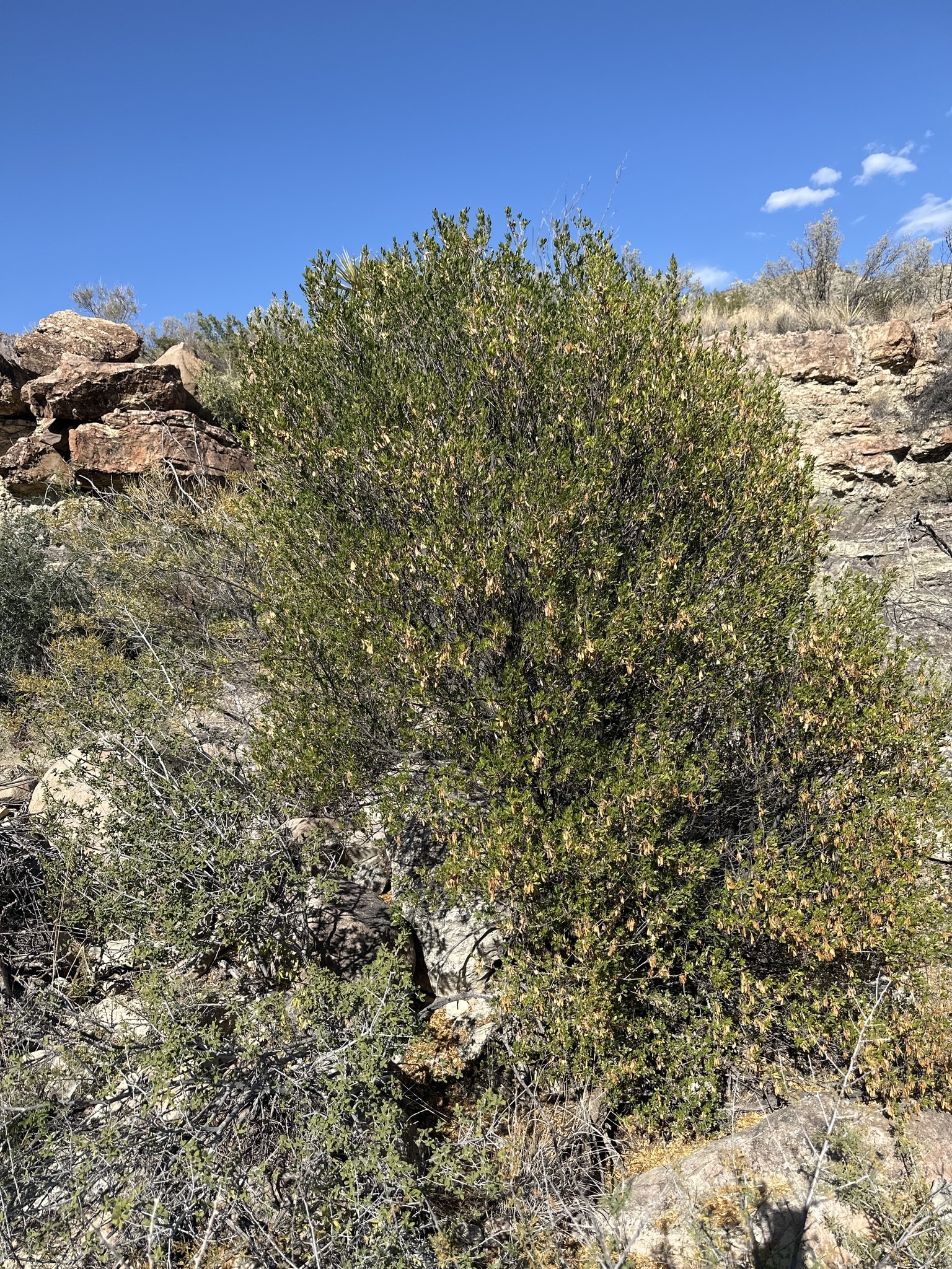 Fraxinus greggii 